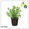 Live Aromatic and Edible Herb - Mint (4 Per Pack) - Naturally Improves Breathing and Air Quality - 8" Tall by 4" Wide - Image 12