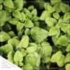 Live Aromatic and Healthy Herbs - Assorted Varieties (4 Per Pack) - Eucalyptus, Rosemary, Mint, Lemon Balm - 6" Tall by 3" Wide in 1 Pint Pot - Image 9