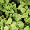 Live Aromatic and Edible Herb - Mint (4 Per Pack) - Naturally Improves Breathing and Air Quality - 8" Tall by 4" Wide - Image 13
