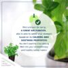 Live Aromatic and Edible Herb - Mint (4 Per Pack) - Naturally Improves Breathing and Air Quality - 8" Tall by 4" Wide - Image 4