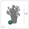 Live Aromatic and Edible Herb - Mint (4 Per Pack) - Naturally Improves Breathing and Air Quality - 8" Tall by 4" Wide - Image 5