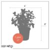 Live Aromatic and Edible Herb - Mint (4 Per Pack) - Naturally Improves Breathing and Air Quality - 8" Tall by 4" Wide - Image 16