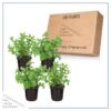 Live Aromatic and Edible Herb - Mint (4 Per Pack) - Naturally Improves Breathing and Air Quality - 8" Tall by 4" Wide - Image 6