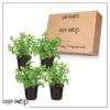 Live Aromatic and Edible Herb - Mint (4 Per Pack) - Naturally Improves Breathing and Air Quality - 8" Tall by 4" Wide - Image 15