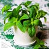 Live Aromatic and Edible Herb - Mint (4 Per Pack) - Naturally Improves Breathing and Air Quality - 8" Tall by 4" Wide - Image 7