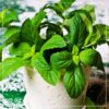 Live Aromatic and Edible Herb - Mint (4 Per Pack) - Naturally Improves Breathing and Air Quality - 8" Tall by 4" Wide - Image 14