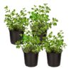 Live Aromatic and Edible Herb - Oregano (4 Per Pack) - Loaded with Antioxidants - 8" Tall by 4" Wide in 1 Pint Pot