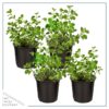 Live Aromatic and Edible Herb - Oregano (4 Per Pack) - Loaded with Antioxidants - 8" Tall by 4" Wide in 1 Pint Pot - Image 2