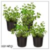 Live Aromatic and Edible Herb - Oregano (4 Per Pack) - Loaded with Antioxidants - 8" Tall by 4" Wide in 1 Pint Pot - Image 10