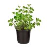 Live Aromatic and Edible Herb - Oregano (4 Per Pack) - Loaded with Antioxidants - 8" Tall by 4" Wide in 1 Pint Pot - Image 3
