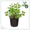 Live Aromatic and Edible Herb - Oregano (4 Per Pack) - Loaded with Antioxidants - 8" Tall by 4" Wide in 1 Pint Pot - Image 4