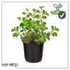 Live Aromatic and Edible Herb - Oregano (4 Per Pack) - Loaded with Antioxidants - 8" Tall by 4" Wide in 1 Pint Pot - Image 11