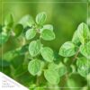 Live Aromatic and Edible Herb - Oregano (4 Per Pack) - Loaded with Antioxidants - 8" Tall by 4" Wide in 1 Pint Pot - Image 5