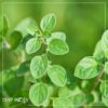 Live Aromatic and Edible Herb - Oregano (4 Per Pack) - Loaded with Antioxidants - 8" Tall by 4" Wide in 1 Pint Pot - Image 12