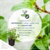 Live Aromatic and Edible Herb - Oregano (4 Per Pack) - Loaded with Antioxidants - 8" Tall by 4" Wide in 1 Pint Pot - Image 6