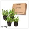 Live Aromatic and Edible Herb - Oregano (4 Per Pack) - Loaded with Antioxidants - 8" Tall by 4" Wide in 1 Pint Pot - Image 14