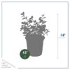 Live Aromatic and Edible Herb - Oregano (4 Per Pack) - Loaded with Antioxidants - 8" Tall by 4" Wide in 1 Pint Pot - Image 8
