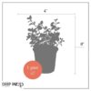Live Aromatic and Edible Herb - Oregano (4 Per Pack) - Loaded with Antioxidants - 8" Tall by 4" Wide in 1 Pint Pot - Image 13