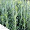 Live Aromatic and Healthy Herbs - Assorted Varieties (4 Per Pack) - Eucalyptus, Rosemary, Mint, Lemon Balm - 6" Tall by 3" Wide in 1 Pint Pot - Image 8