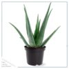 Live Healthy and Large Aloe in Deco Cover - 16" Tall by 10" Wide - Naturally Improves Air Quality - Image 2