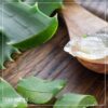 Live Healthy and Large Aloe in Deco Cover - 16" Tall by 10" Wide - Naturally Improves Air Quality - Image 9