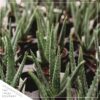 Live Healthy and Large Aloe in Deco Cover - 16" Tall by 10" Wide - Naturally Improves Air Quality - Image 5