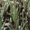 Live Healthy and Large Aloe in Deco Cover - 16" Tall by 10" Wide - Naturally Improves Air Quality - Image 10