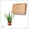 Live Healthy and Large Aloe in Deco Cover - 16" Tall by 10" Wide - Naturally Improves Air Quality - Image 7