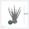 Live Healthy and Large Aloe in Deco Cover - 16" Tall by 10" Wide - Naturally Improves Air Quality - Image 6