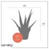 Live Healthy and Large Aloe in Deco Cover - 16" Tall by 10" Wide - Naturally Improves Air Quality - Image 11