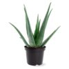 Live Healthy and Large Aloe in Deco Cover - 16" Tall by 10" Wide - Naturally Improves Air Quality