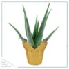 Live Healthy and Large Aloe in Deco Cover - 16" Tall by 10" Wide - Naturally Improves Air Quality - Image 4