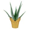 Live Healthy and Large Aloe in Deco Cover - 16" Tall by 10" Wide - Naturally Improves Air Quality - Image 3