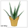 Live Healthy and Large Aloe in Deco Cover - 16" Tall by 10" Wide - Naturally Improves Air Quality - Image 15