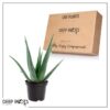 Live Healthy and Large Aloe in Deco Cover - 16" Tall by 10" Wide - Naturally Improves Air Quality - Image 14