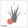 Live Healthy and Large Aloe in Deco Cover - 16" Tall by 10" Wide - Naturally Improves Air Quality - Image 13