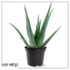 Live Healthy and Large Aloe in Deco Cover - 16" Tall by 10" Wide - Naturally Improves Air Quality - Image 16