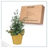 Live Aromatic and Healthy Herb - Eucalyptus - Improves Air Quality - Wrapped in Deco Cover- 14" Tall by 6" Wide in 1.25 Quart Pot - Image 6