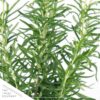 Live Aromatic and Edible Herb - Rosemary - Naturally Improves Breathing - Wrapped in Deco Cover - 14" Tall by 6" Wide in 1.25 Quart Pot - Image 4