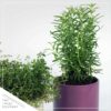 Live Aromatic and Edible Herb - Rosemary - Naturally Improves Breathing - Wrapped in Deco Cover - 14" Tall by 6" Wide in 1.25 Quart Pot - Image 7