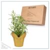 Live Aromatic and Edible Herb - Rosemary - Naturally Improves Breathing - Wrapped in Deco Cover - 14" Tall by 6" Wide in 1.25 Quart Pot - Image 6