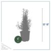 Live Aromatic and Edible Herb - Rosemary - Naturally Improves Breathing - Wrapped in Deco Cover - 14" Tall by 6" Wide in 1.25 Quart Pot - Image 5