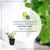 Live Aromatic and Healthy Herb - Eucalyptus (6 Per Pack) - Natural Air Purifier - 8" Tall by 3" Wide in 1 Pint Pot - Image 4