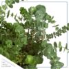 Live Aromatic and Healthy Herb - Eucalyptus - Improves Air Quality - Wrapped in Deco Cover- 14" Tall by 6" Wide in 1.25 Quart Pot - Image 4