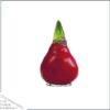 Waxed Amaryllis Bulb - Red Wax, Blooms Red - Easy Care - No Watering Needed! Beautiful Holiday Decor