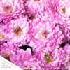 Live Hardy Chrysanthemum in Color Match Deco Cover  - Pink - Colorful Fall Mums - 15" Tall by 12" Wide in 1.15 Gal Deco Pot - Image 6