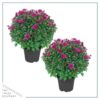 Live Flowering Hardy Chrysanthemum - Purple (2 Plants Per Pack) - Beautiful Fall Color - 15" Tall by 12" Wide in 3 Quart Pot - Image 2