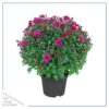 Live Flowering Hardy Chrysanthemum - Purple (2 Plants Per Pack) - Beautiful Fall Color - 15" Tall by 12" Wide in 3 Quart Pot - Image 4