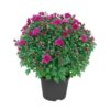 Live Flowering Hardy Chrysanthemum - Purple (2 Plants Per Pack) - Beautiful Fall Color - 15" Tall by 12" Wide in 3 Quart Pot - Image 3