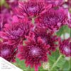 Live Flowering Hardy Chrysanthemum - Purple (2 Plants Per Pack) - Beautiful Fall Color - 15" Tall by 12" Wide in 3 Quart Pot - Image 5